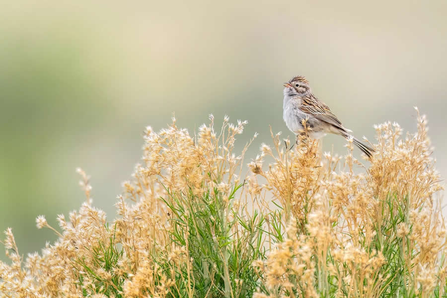 Bird Photography by Isaac Grant