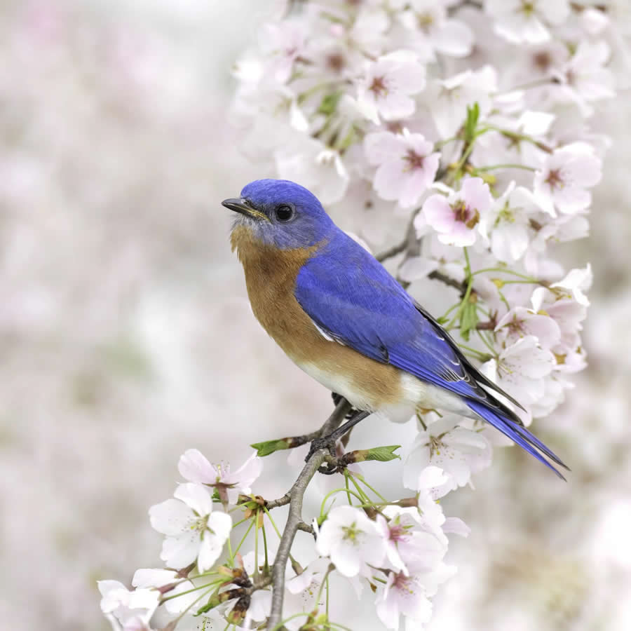 Bird Photography by Isaac Grant