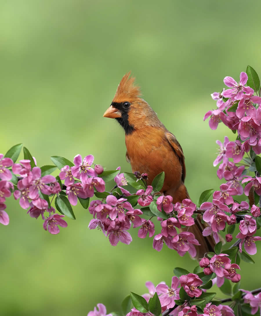 Bird Photography by Isaac Grant