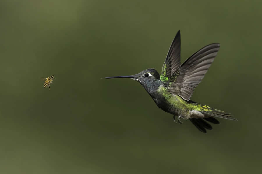 Bird Photography by Isaac Grant