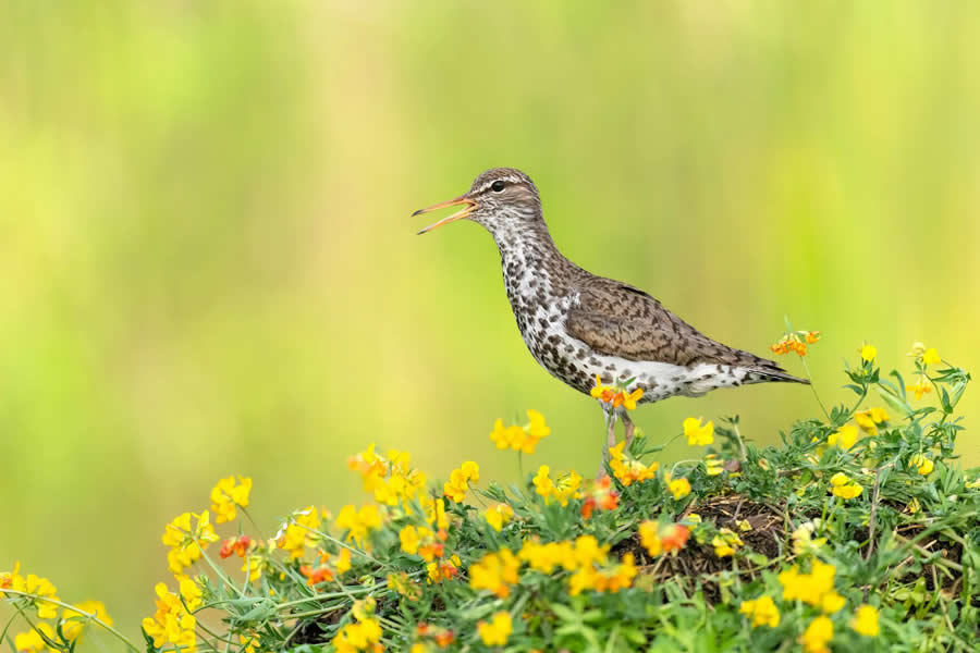 Bird Photography by Isaac Grant