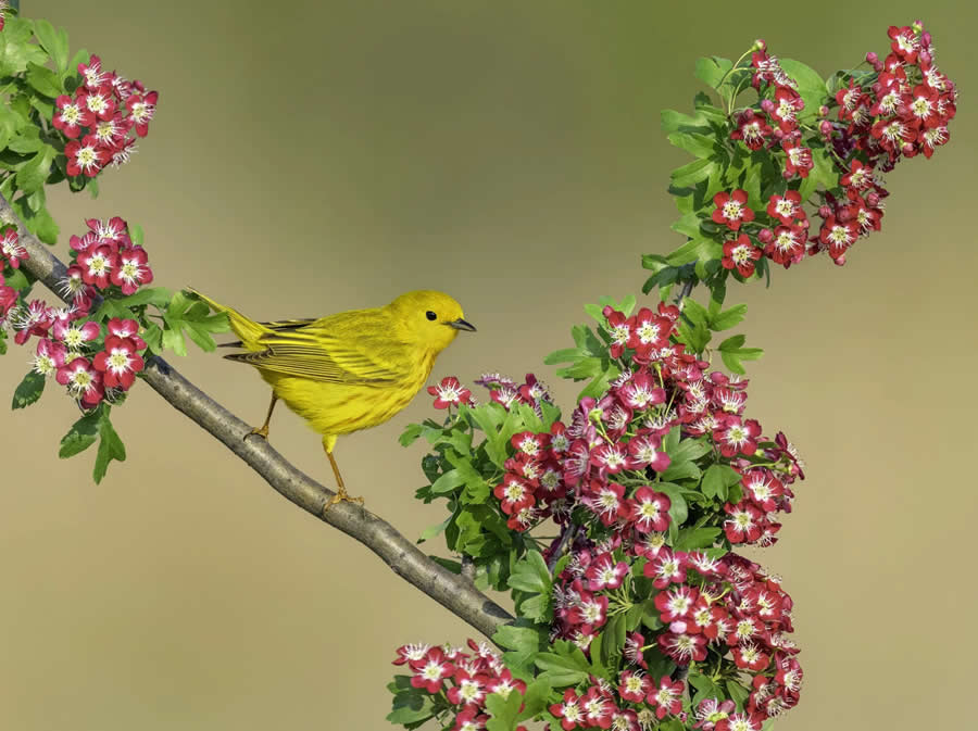 Bird Photography by Isaac Grant