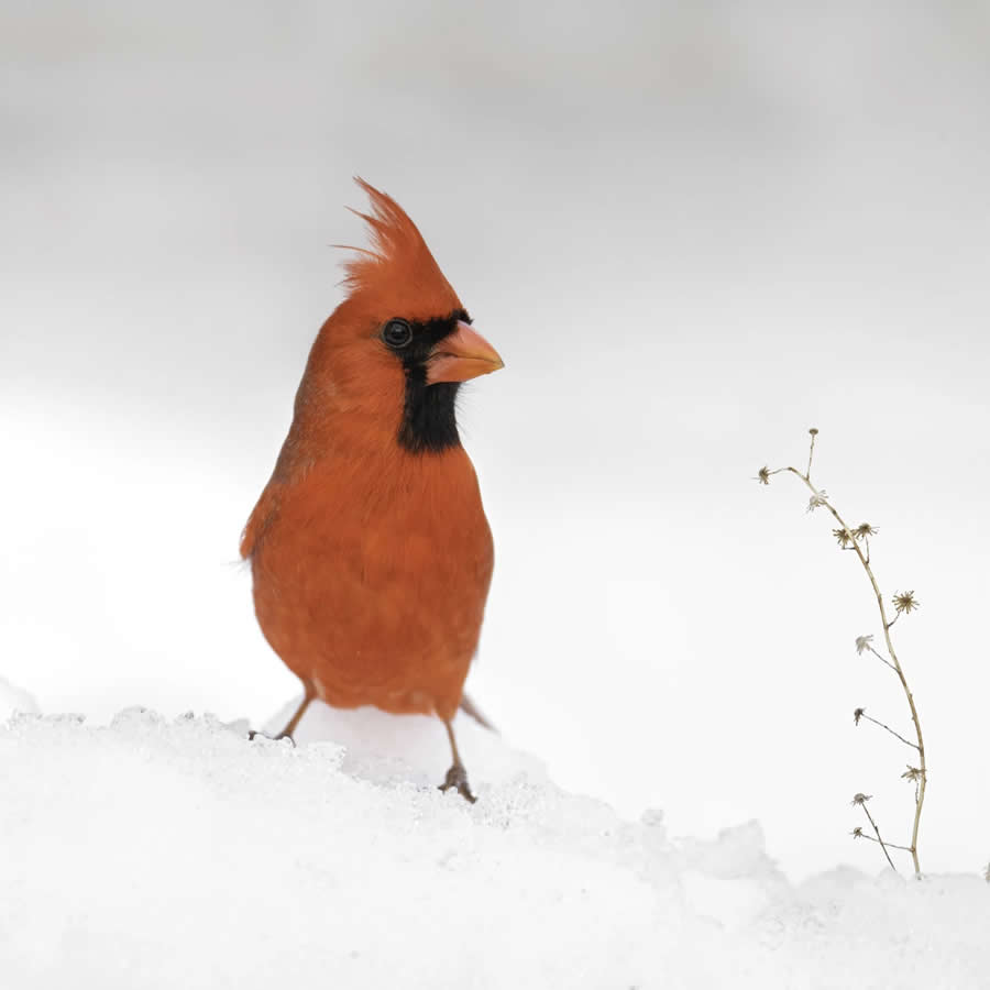 Bird Photography by Isaac Grant