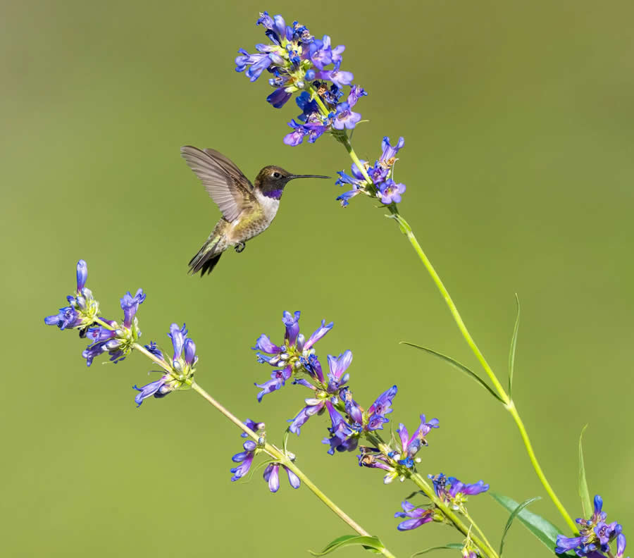 Bird Photography by Isaac Grant