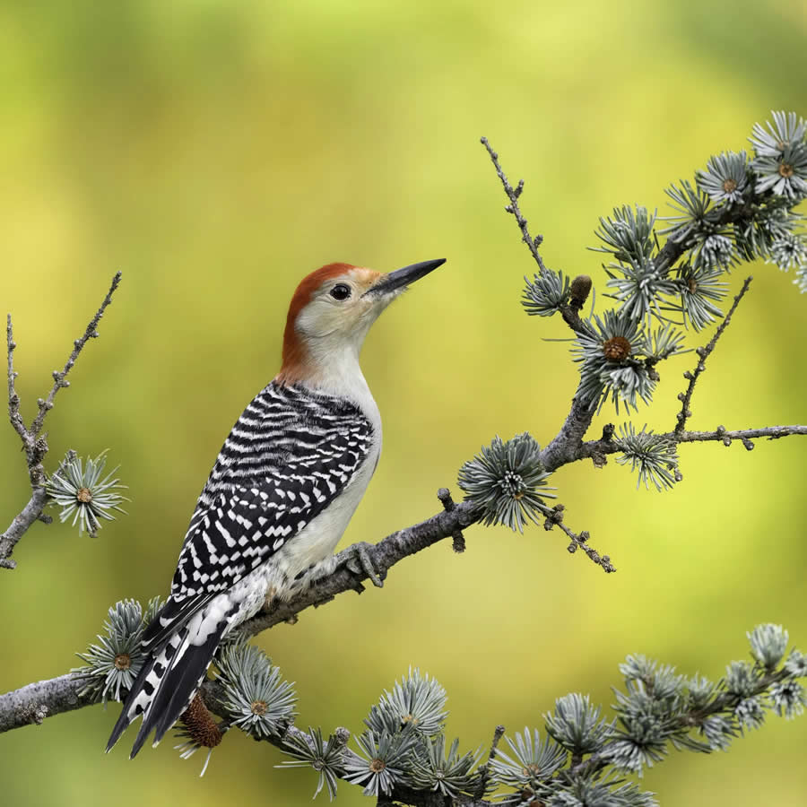 Bird Photography by Isaac Grant