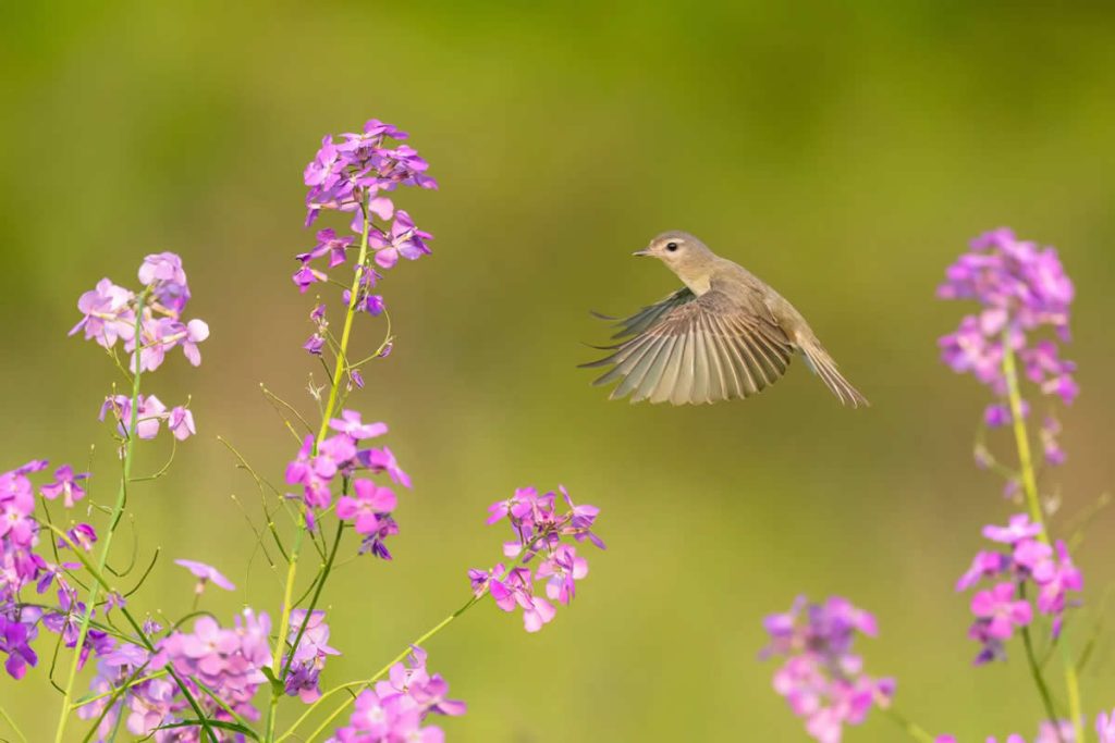 Bird Photography by Isaac Grant
