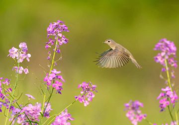 Bird Photography by Isaac Grant
