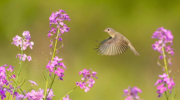 Bird Photography by Isaac Grant