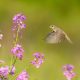 Bird Photography by Isaac Grant