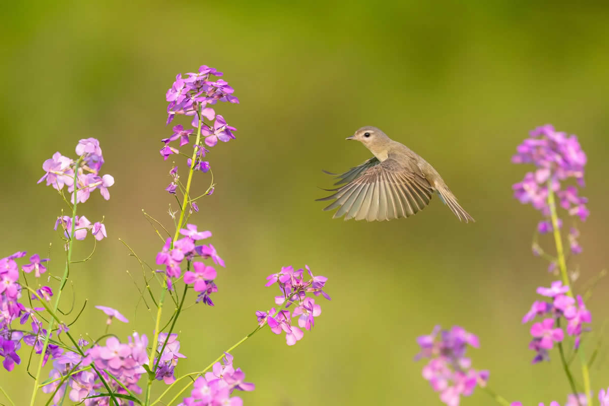 Bird Photography by Isaac Grant