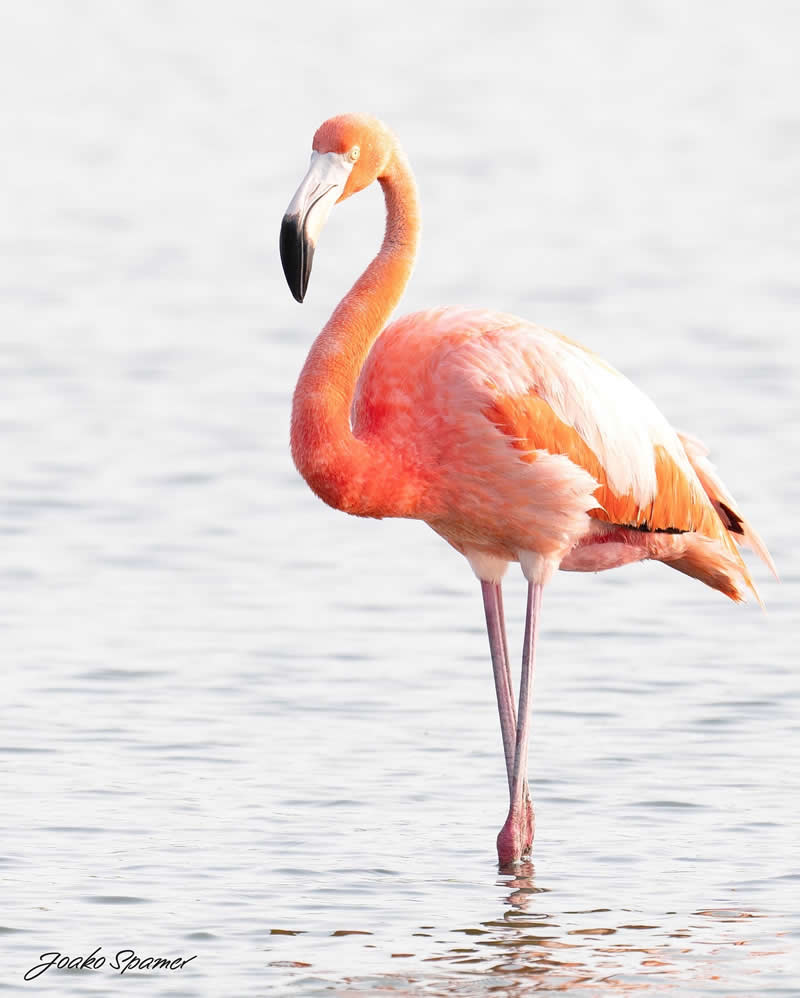 Bird Photography by Joaquin Spamer