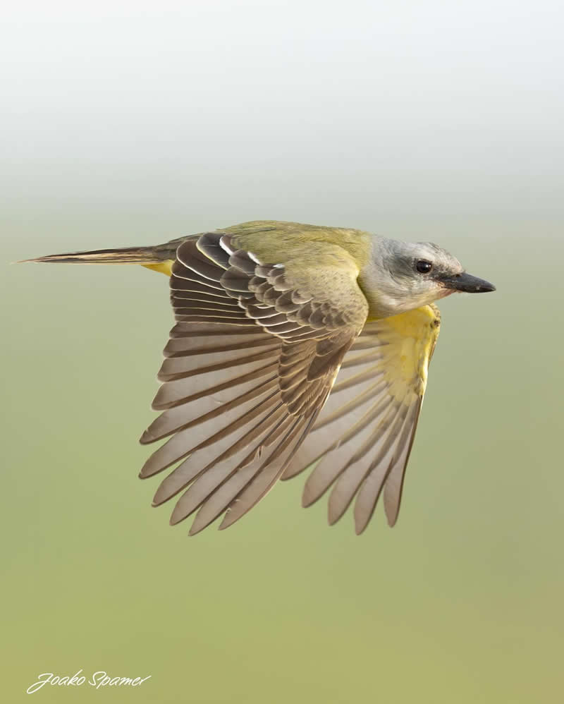 Bird Photography by Joaquin Spamer
