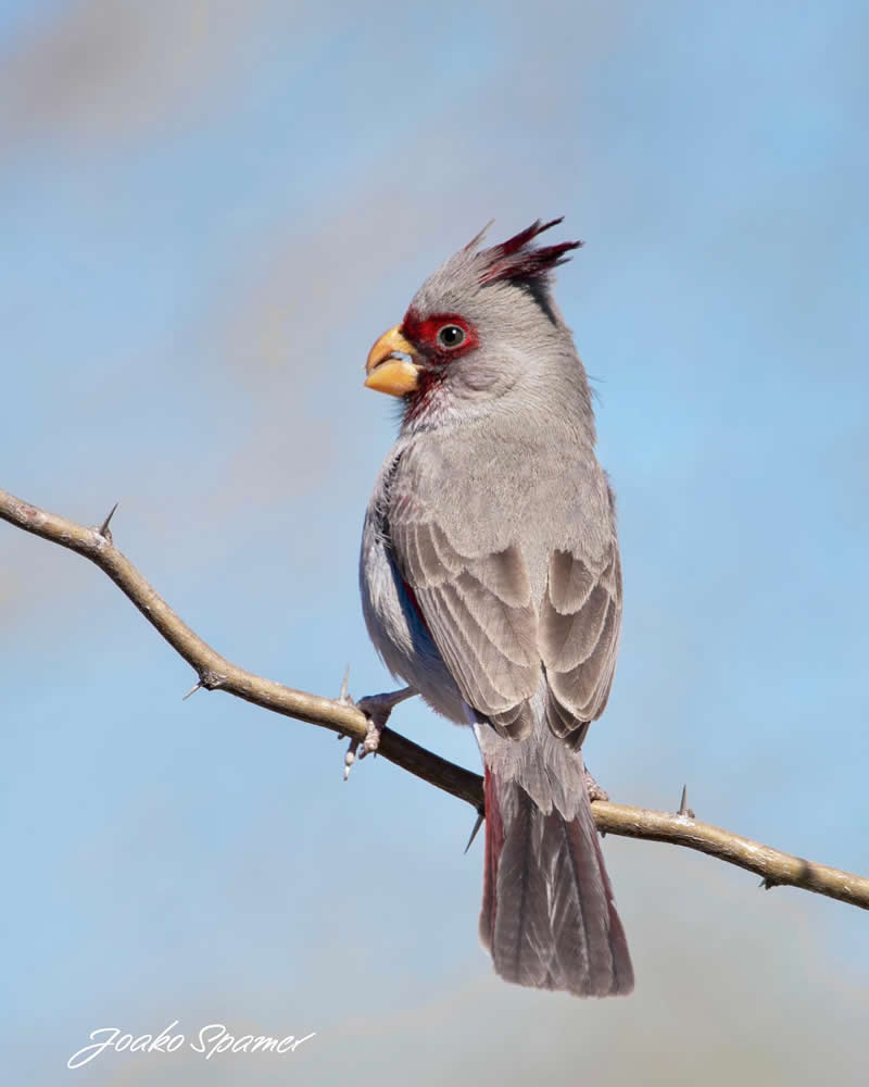 Bird Photography by Joaquin Spamer