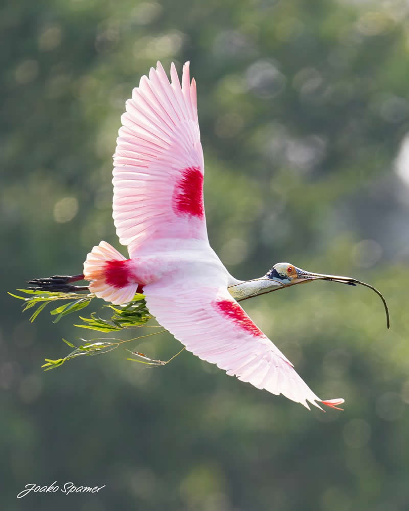 Bird Photography by Joaquin Spamer