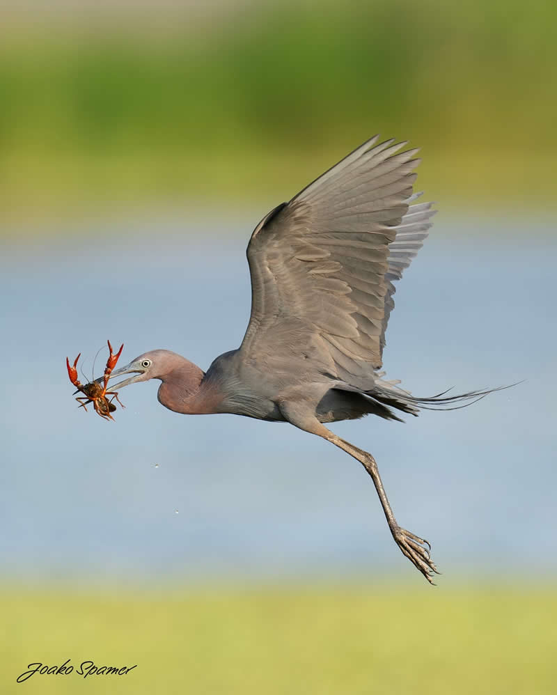 Bird Photography by Joaquin Spamer