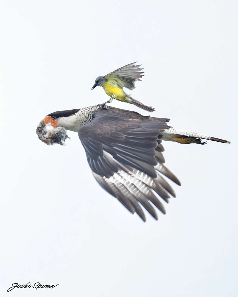 Bird Photography by Joaquin Spamer