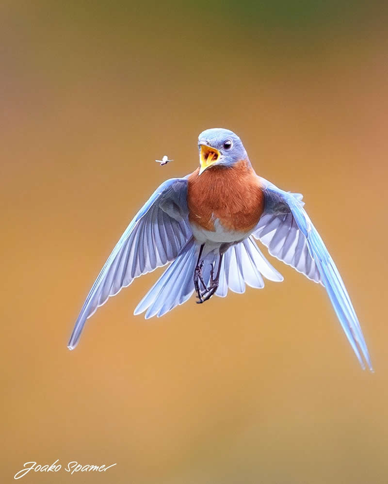 Bird Photography by Joaquin Spamer