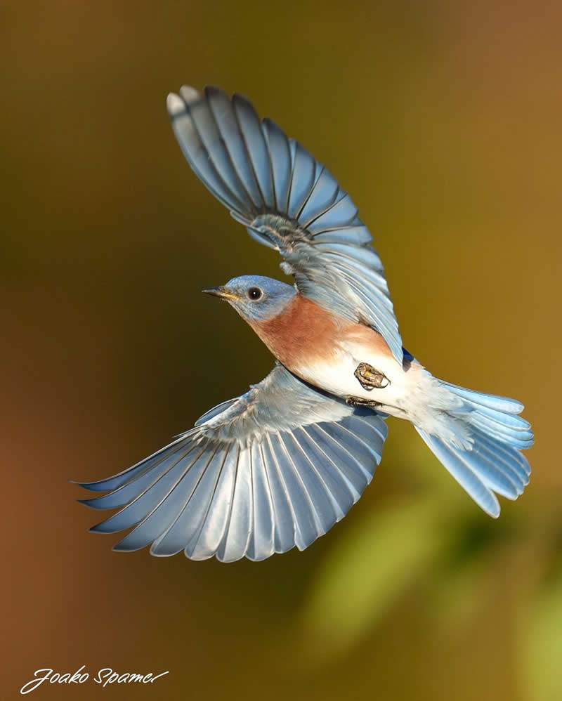 Bird Photography by Joaquin Spamer
