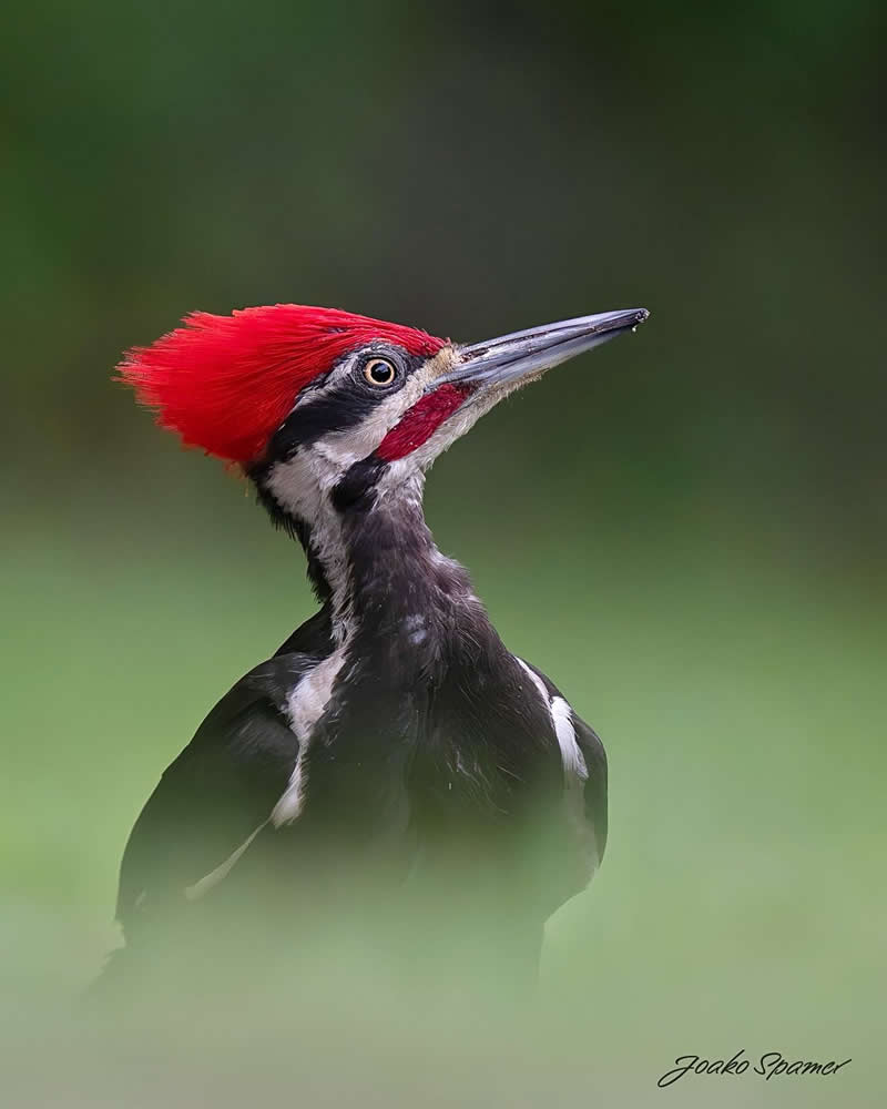 Bird Photography by Joaquin Spamer