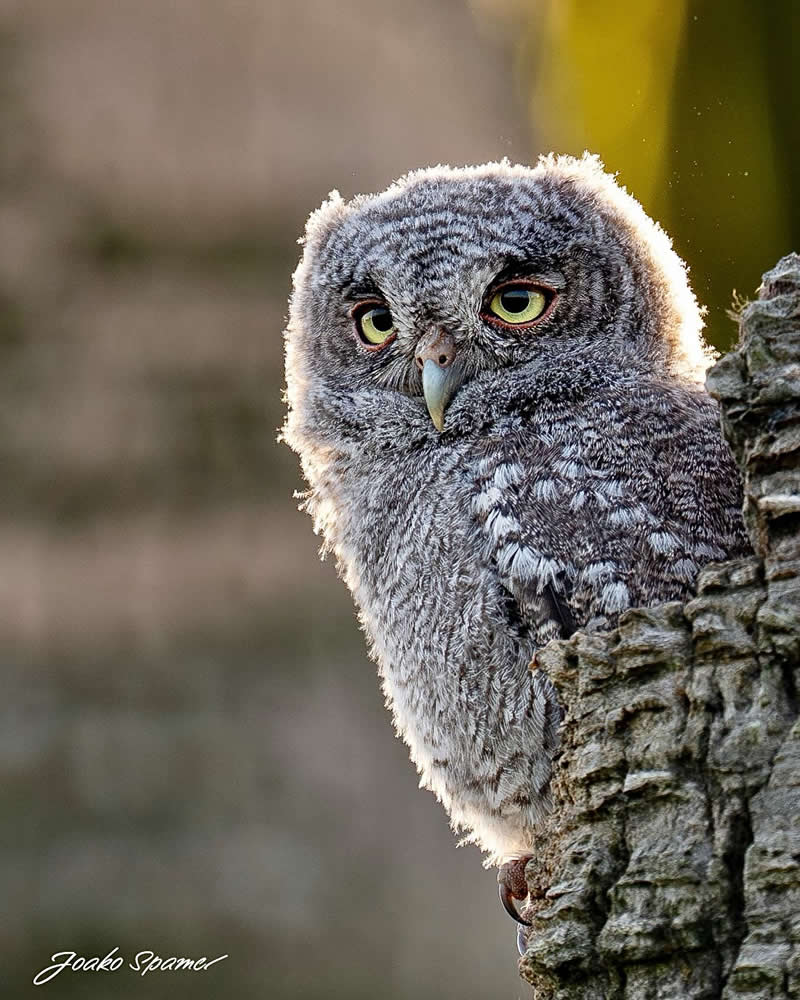 Bird Photography by Joaquin Spamer