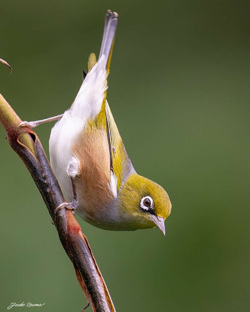 Bird Photography by Joaquin Spamer