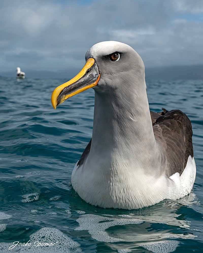 Bird Photography by Joaquin Spamer