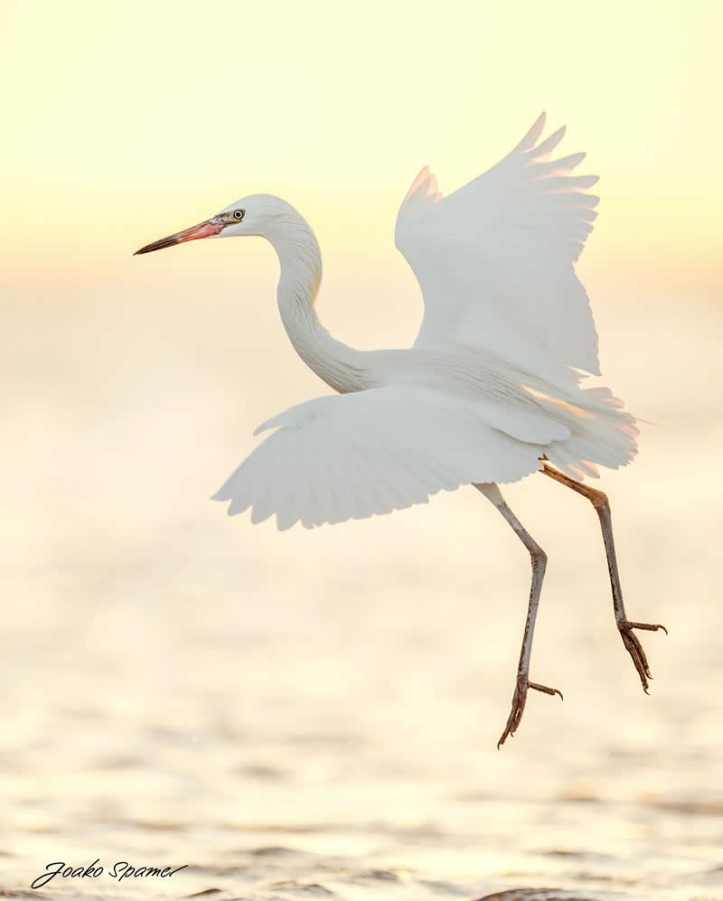 Bird Photography by Joaquin Spamer