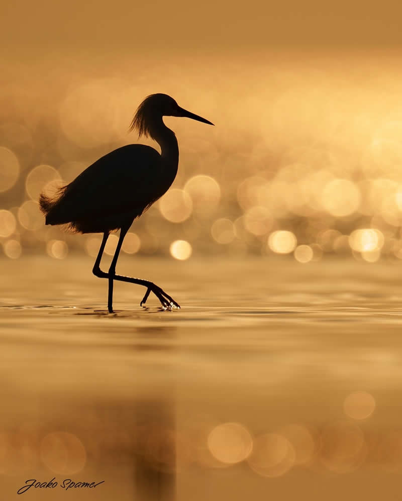 Bird Photography by Joaquin Spamer