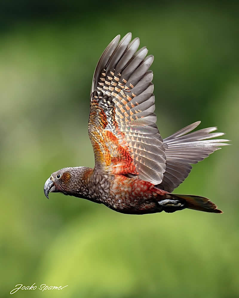 Bird Photography by Joaquin Spamer
