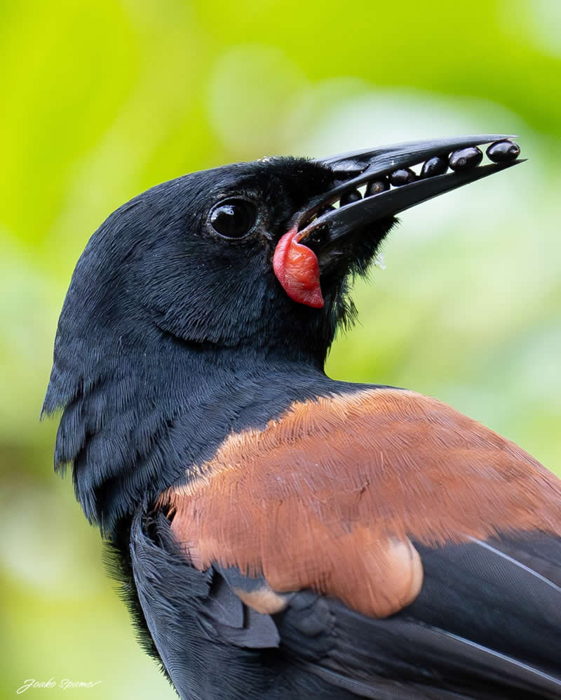 Bird Photography by Joaquin Spamer