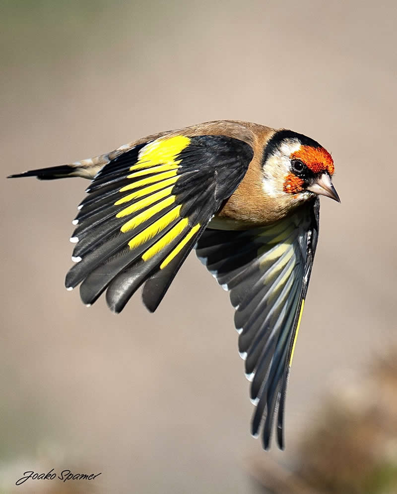 Bird Photography by Joaquin Spamer