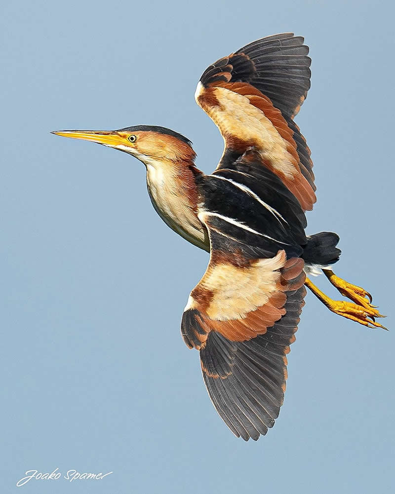 Bird Photography by Joaquin Spamer