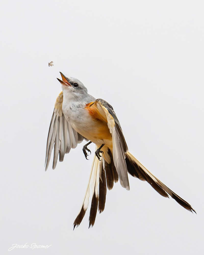 Bird Photography by Joaquin Spamer