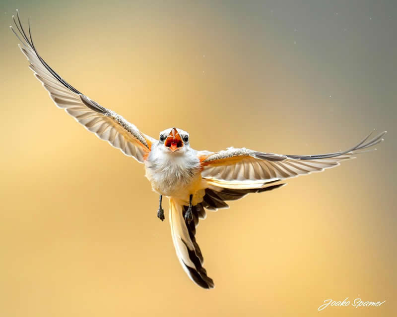Bird Photography by Joaquin Spamer