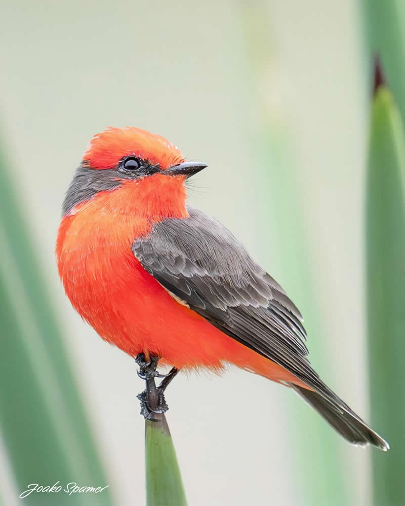 Bird Photography by Joaquin Spamer