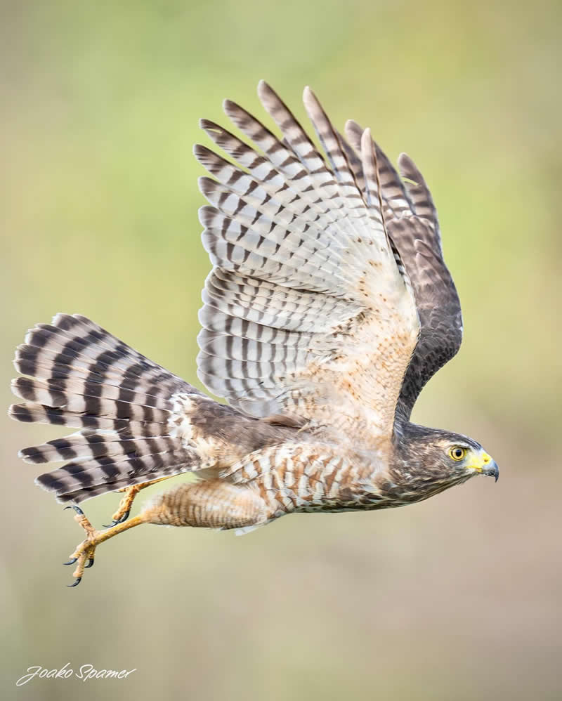 Bird Photography by Joaquin Spamer