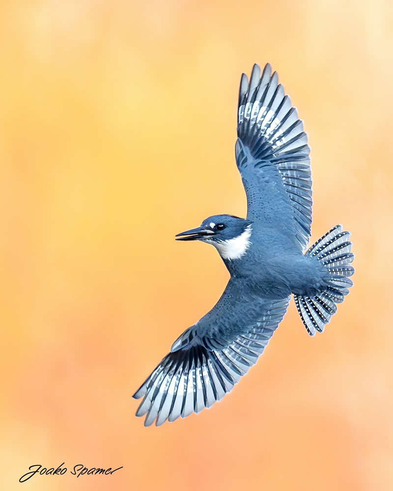Bird Photography by Joaquin Spamer