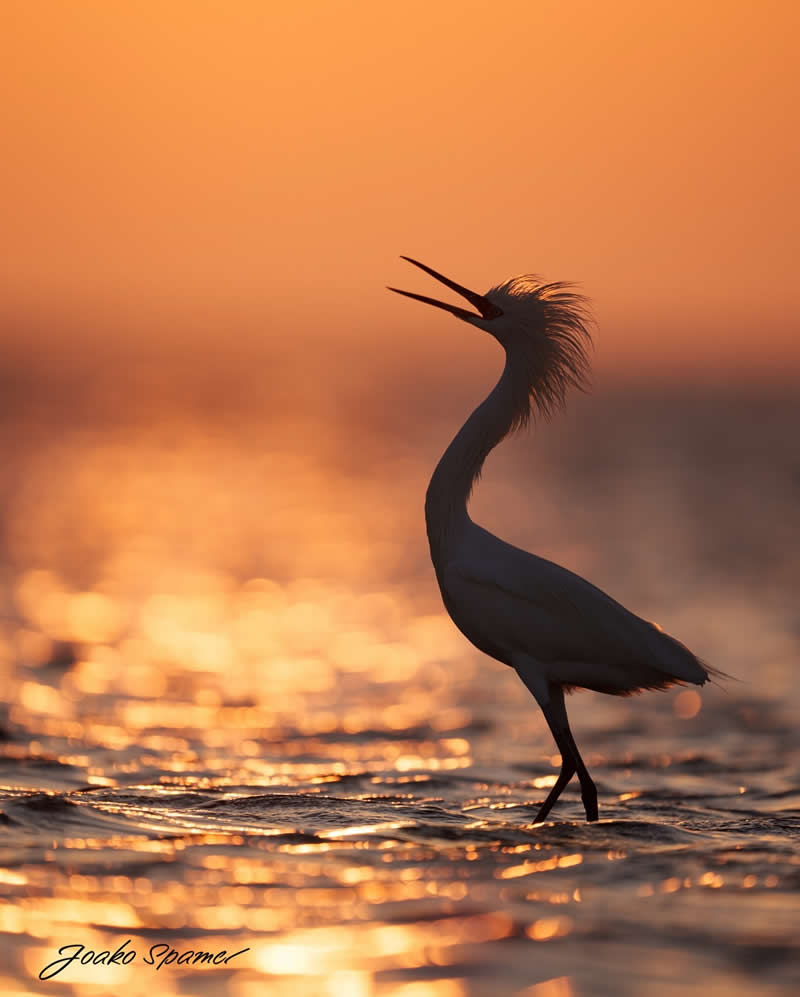 Bird Photography by Joaquin Spamer