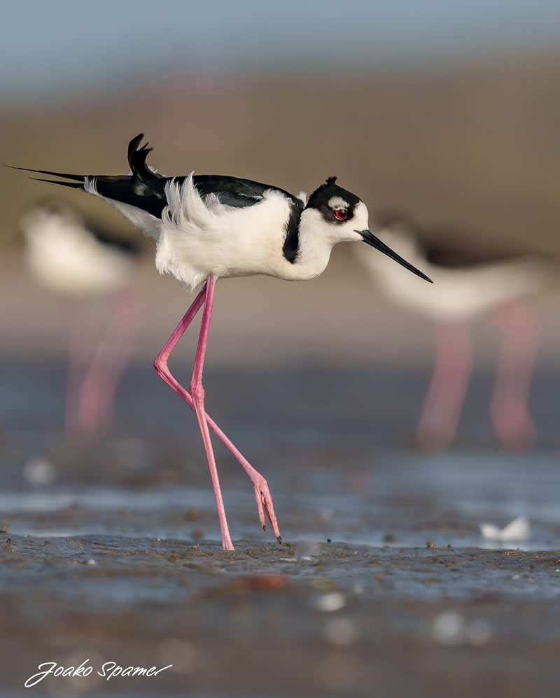 Bird Photography by Joaquin Spamer