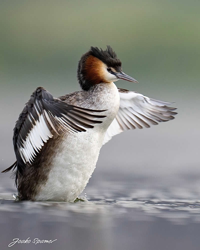 Bird Photography by Joaquin Spamer