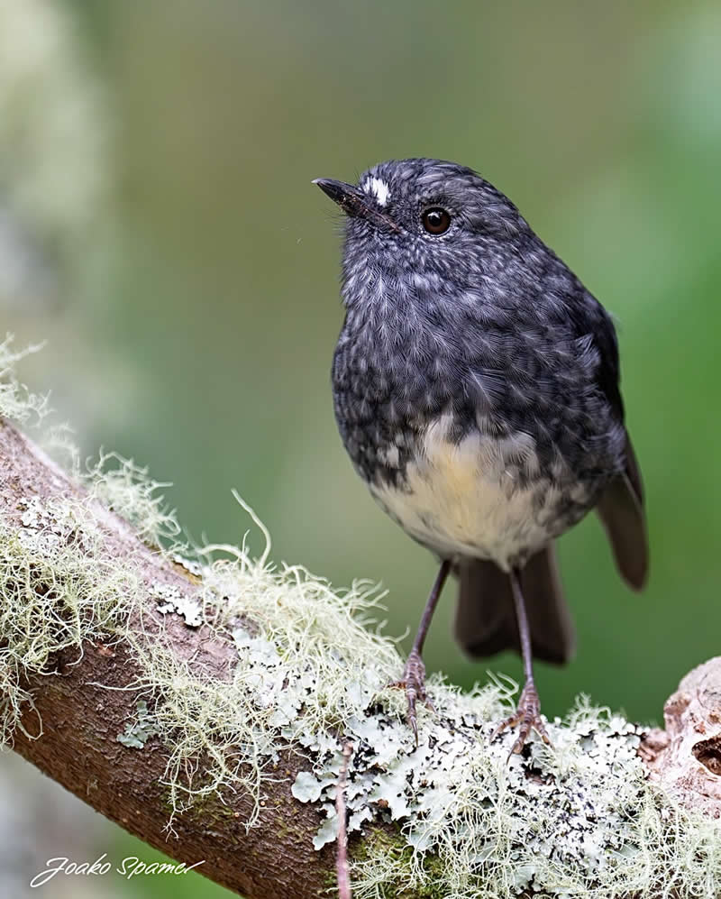 Bird Photography by Joaquin Spamer