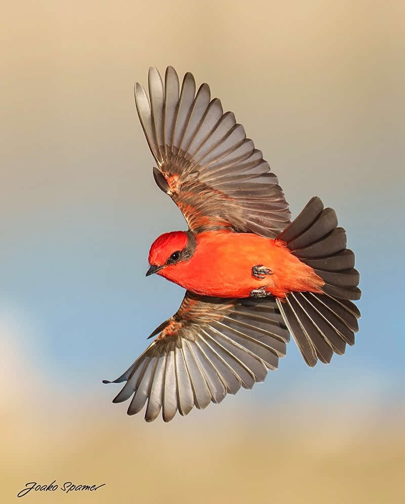 Bird Photography by Joaquin Spamer