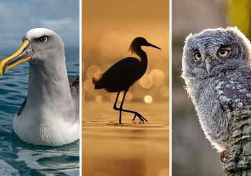 Bird Photography by Joaquin Spamer