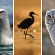 Bird Photography by Joaquin Spamer