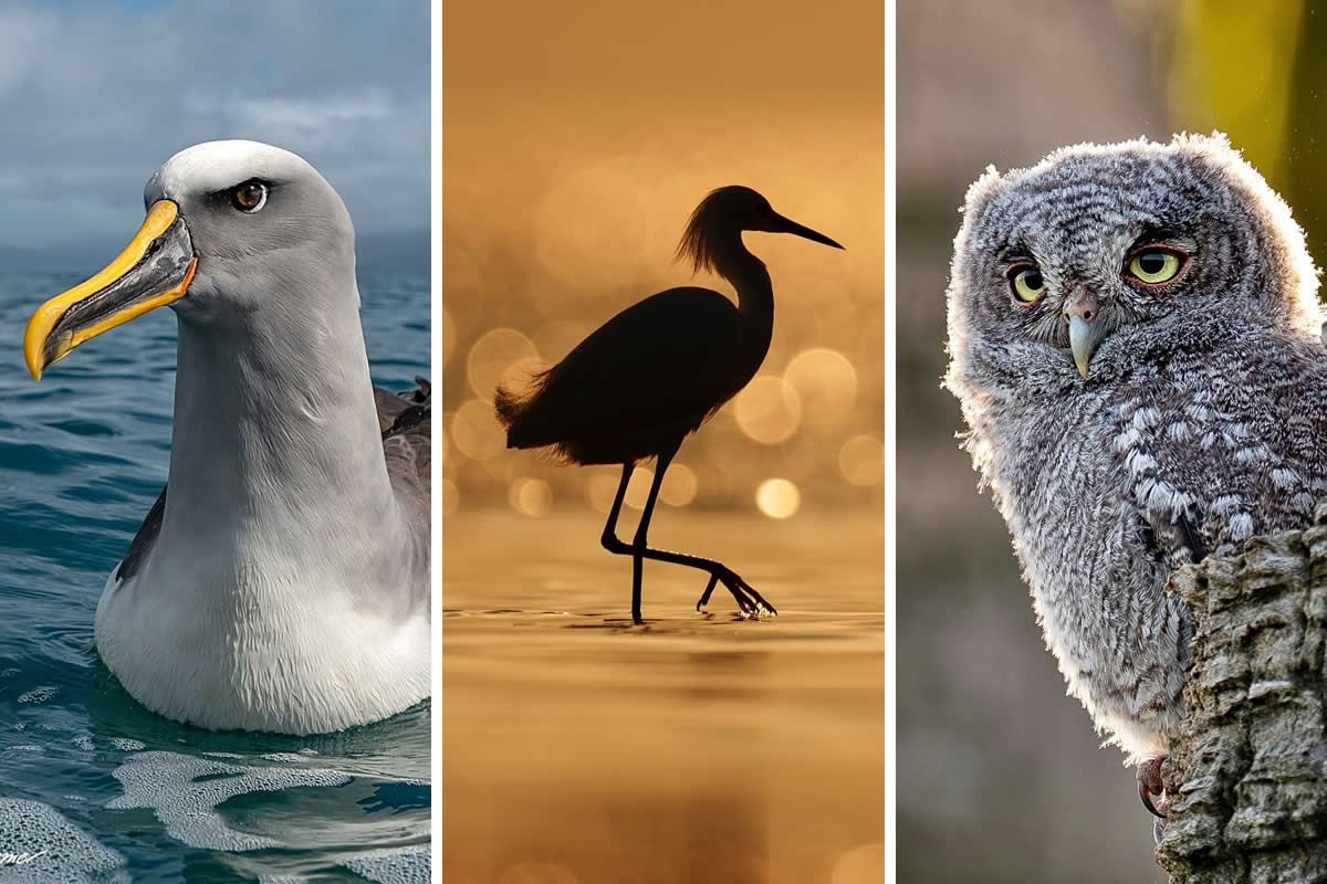Bird Photography by Joaquin Spamer
