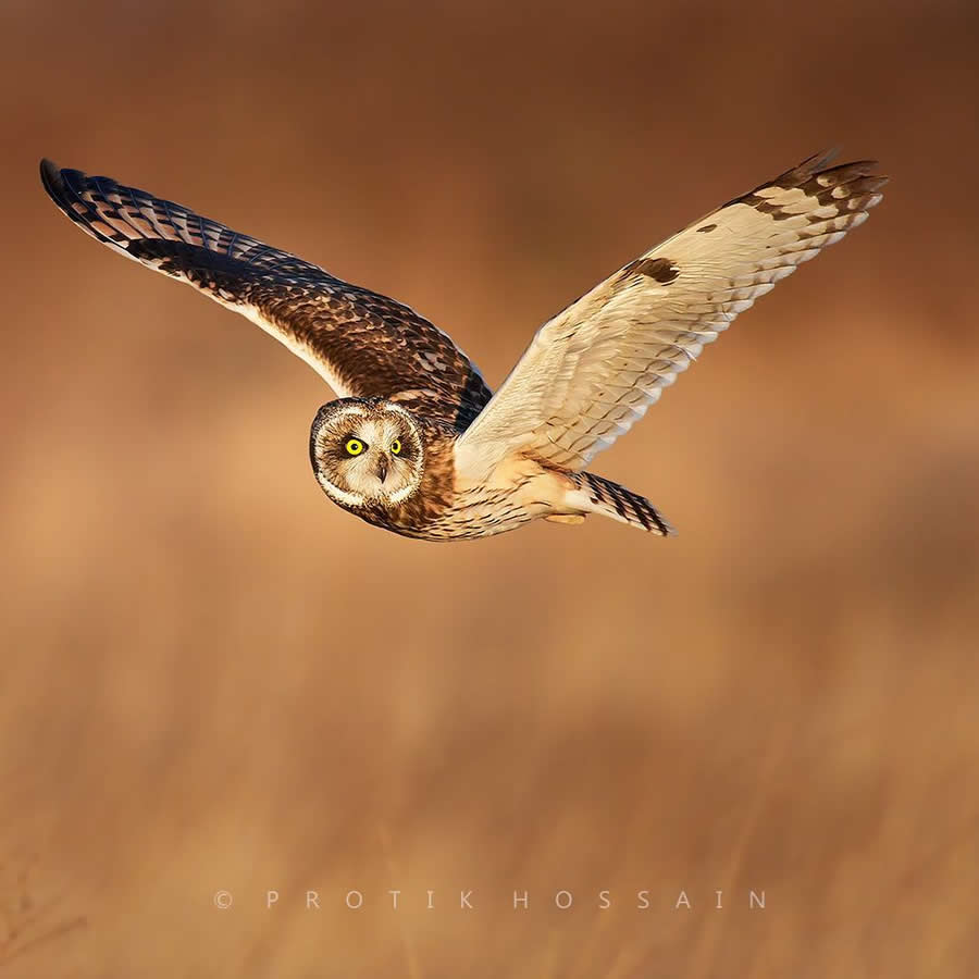 Beautiful Bird Photography by Protik Hossain
