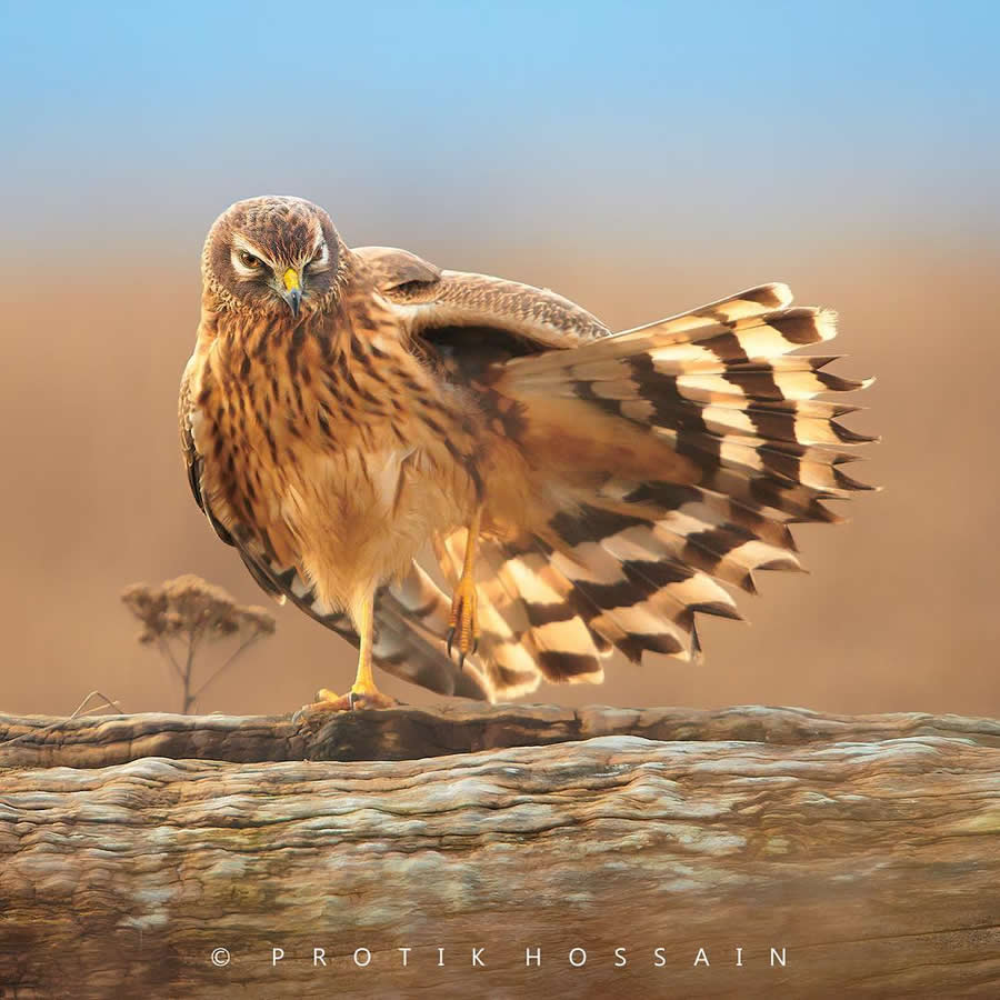Beautiful Bird Photography by Protik Hossain
