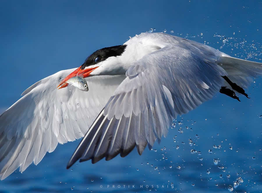 Beautiful Bird Photography by Protik Hossain
