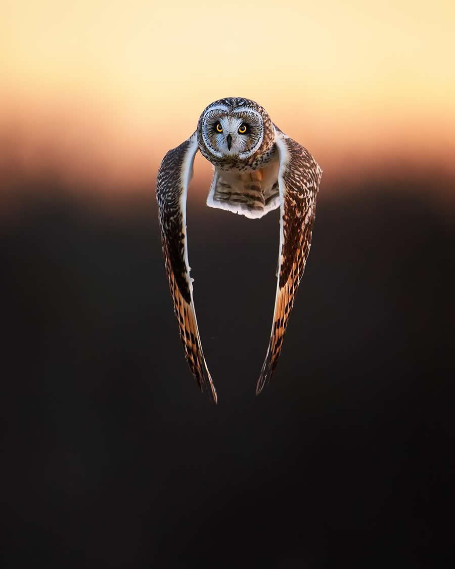 Beautiful Bird Photography by Protik Hossain