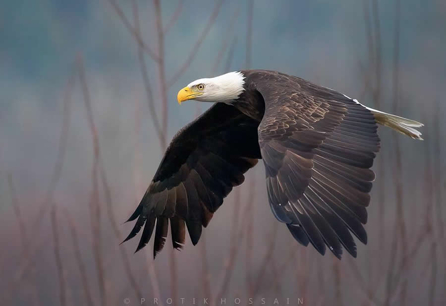 Beautiful Bird Photography by Protik Hossain